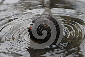 Nice small coypou in our creek