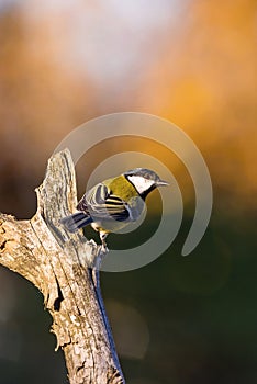 Nice small great tit avian sitting on dry twig