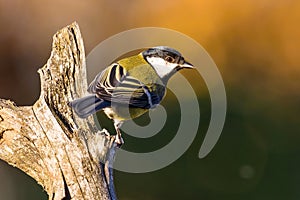 Nice small great-tit avian sitting on dry twig