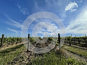 nice small wineyard in czech republic close to Znojmo