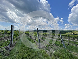 nice small wineyard in czech republic close to Znojmo