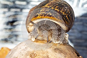 Nice snail on a pumpkin scanning the horizon at sunrise on a spring morning on a blurred background