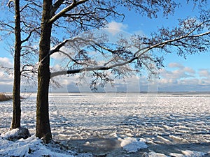 Beautiful trees near Curonian spit in winter, Lithuania