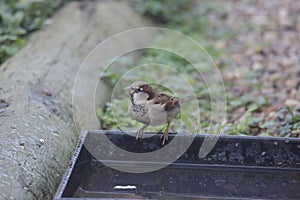 Nice sparrow , close up view