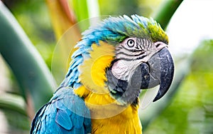 Nice specimen of a blue and yellow macaw