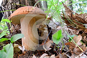 Nice specimen of Boletus edulis mushroom