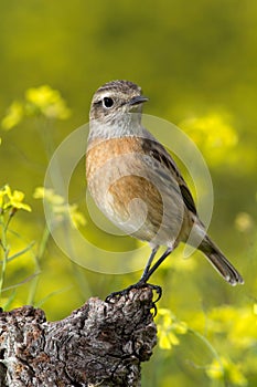 Nice specimen of female Stonechat