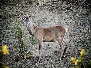 Nice specimen of male deer