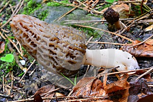 Nice specimen of Morchella conica in foreground, atrophied one in background