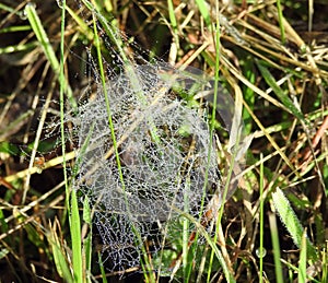 Beautiful spider net with morning dew, Lithuania