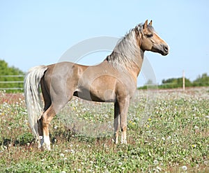 Nice sport pony standing on pasturage