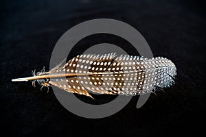 A nice spotted feather of a guinea fowl - a background picture for desktops and screens