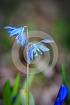 Nice spring blue wild flowers