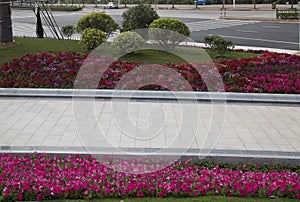 Nice spring flower bed on streetside Nanning city