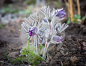 Nice spring pasque flowers