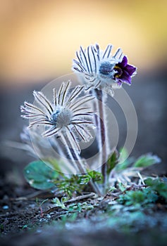 Nice spring pasque flowers