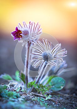 Nice spring pasque flowers in morning