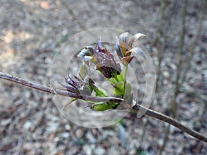 Beautiful spring tree branch, Lithuania