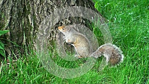 Nice Squirrel in Central Park in a Sunny Day