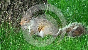 Nice Squirrel in Central Park in a Sunny Day