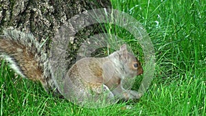 Nice Squirrel in Central Park in a Sunny Day