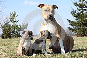 Nice Stafford with puppies sitting in the grass