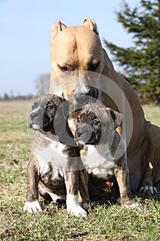 Nice Stafford with puppies sitting in the grass