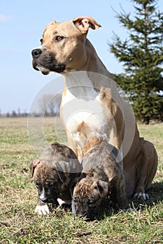 Nice Stafford with puppies sitting in the grass