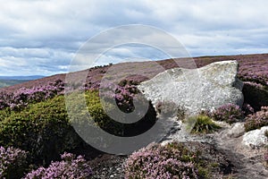 Nice stone with verdant surroundings