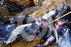 A nice stringer of catfish.