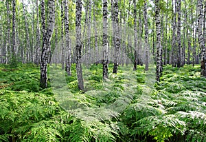 Nice summer birch forest