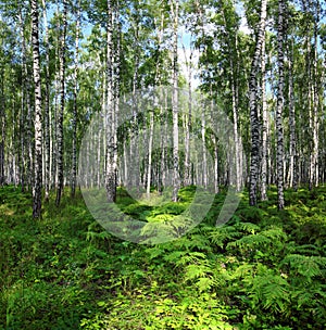 Nice summer birch forest landscape