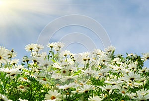 Nice summer meadow with comomiles over blue sky