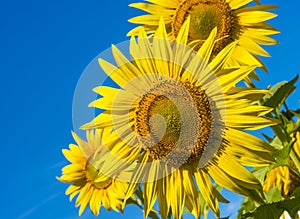 Nice summer sunflowers on agricultural field in Ukraine