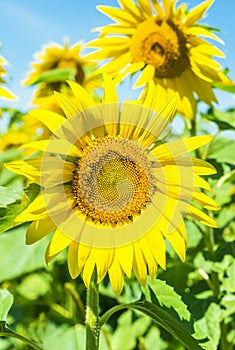 Nice summer sunflowers on agricultural field in Ukraine