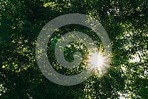 Nice sun beams through green tree leaves