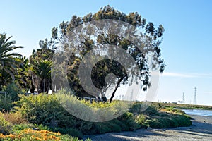 Nice sunlight and blue sky landscape with at Palo Alto, California , USA