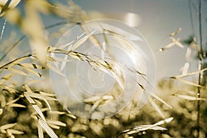 Nice sunset over yellow plants in spring