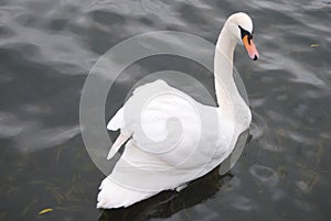 Nice swan swimming in a lake