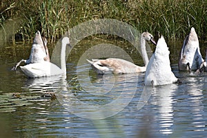 Nice swans on the small river