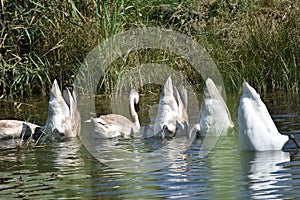 Nice swans on the small river