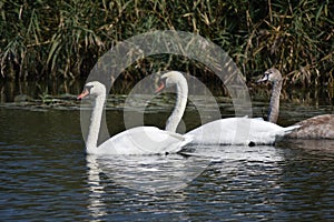 Nice swans on the small river