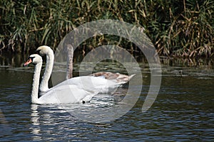Nice swans on the small river