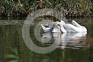 Nice swans on the small river