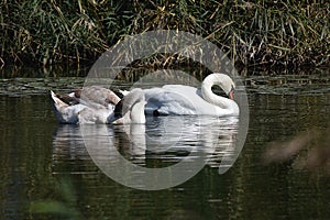 Nice swans on the small river