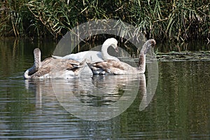 Nice swans on the small river