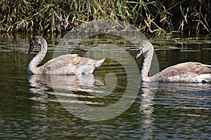 Nice swans on the small river