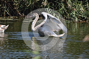 Nice swans on the small river