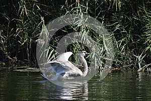 Nice swans on the small river