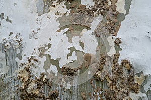 Nice texture of American Sycamore Tree bark Platanus occidentalis variegata, Plane-treein Arboretum Park Southern Cultures